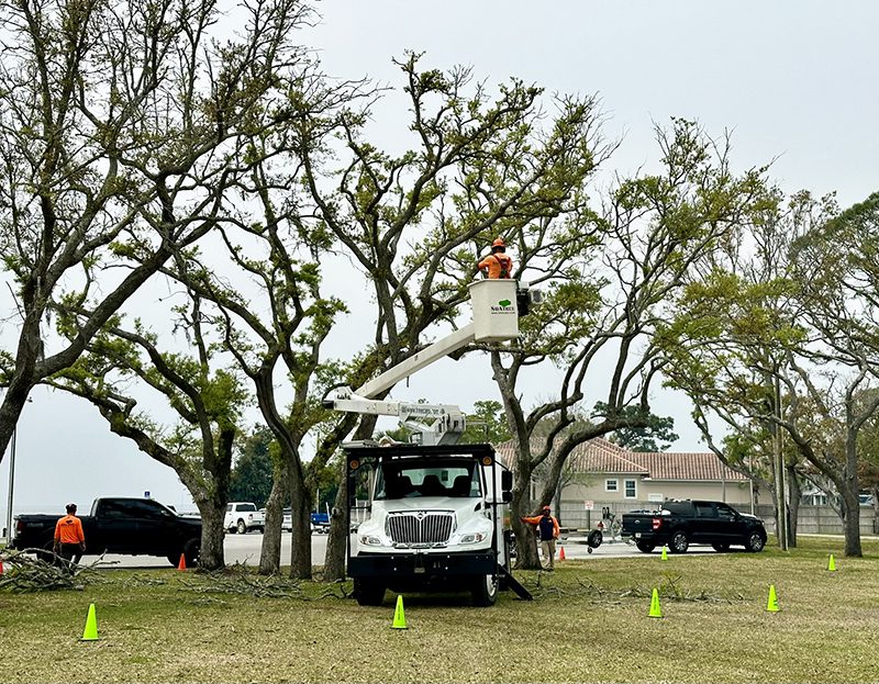 Grady Brown Park Trees